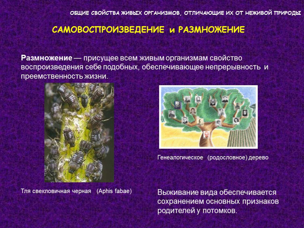 ОБЩИЕ СВОЙСТВА ЖИВЫХ ОРГАНИЗМОВ, ОТЛИЧАЮЩИЕ ИХ ОТ НЕЖИВОЙ ПРИРОДЫ САМОВОСПРОИЗВЕДЕНИЕ и РАЗМНОЖЕНИЕ Размножение — ОБЩИЕ СВОЙСТВА ЖИВЫХ ОРГАНИЗМОВ, ОТЛИЧАЮЩИЕ ИХ ОТ НЕЖИВОЙ ПРИРОДЫ САМОВОСПРОИЗВЕДЕНИЕ и РАЗМНОЖЕНИЕ Размножение —